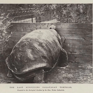 The Last Surviving Galapagan Tortoise (litho)