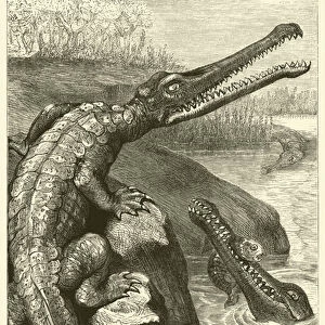 The Teleosaurus (engraving)