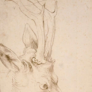 Tete de chevreuil male - Dessin de Albrecht Durer (1471-1528), vers 1503 - Head of a Roebuck - Pen and brush, grey and brown ink on paper by Albrecht Durer (1471-1528), ca1503 - 22, 8x15, 3 cm - Nelson-Atkins Museum of Art, Kansas City, Missouri