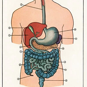 Vintage Anatomical Print of the Human Alimentary Canal, 1912 (screen print)