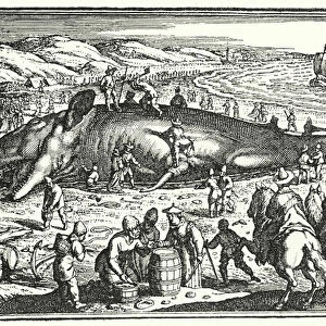 The whale of Antorf, 1603 (engraving)
