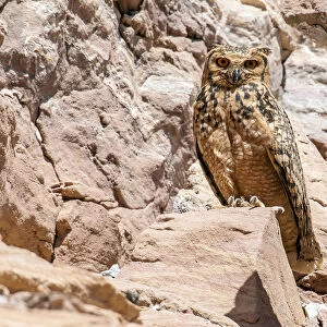 Adult Pharaoh Eagle-Owl sitting on a cliff near Abu Simbel, Egypt April 2009, Bubo ascalaphus