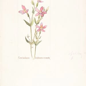 Cancalaqua Erythraea venusta April 1914 Watercolor
