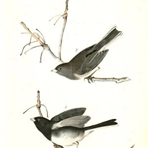 Common Snow-Bird 1. Male. 2. Female. Audubon, John James, 1785-1851
