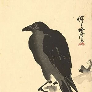 Crow tree trunk song-birds crow Kawanabe KyA┼¢sai