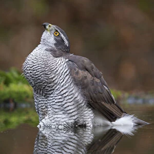 northern goshawk looking up from the water, Netherlands