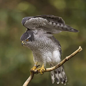 northern goshawk stretching his wings, Netherlands
