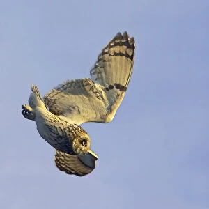 Short-eared Owl in flight, Asio flammeus