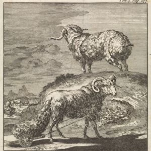 Syrian sheep or ram, Jan Luyken, Pieter Mortier, 1705
