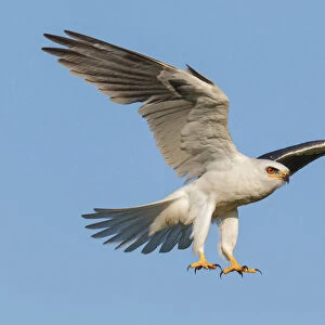 White-tailed Kite, Elanus leucurus
