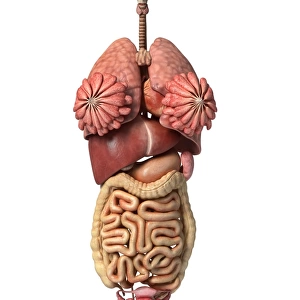 3D rendering of healthy female internal organs