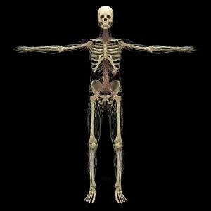 3D rendering of human lymphatic system with skeleton