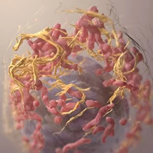 3D structure of melanoma cell