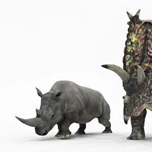 An adult Pentaceratops compared to a modern adult White Rhinoceros