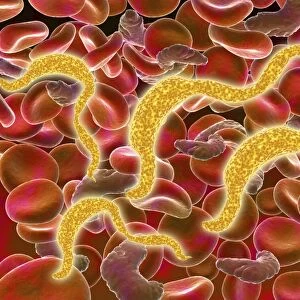 African trypanosomiasis in the red blood cells