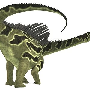 Agustinia is a herbivorous dinosaur that lived during the Cretaceous period