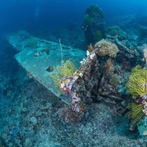 Airplane wreck sitting atop reef, overgrown with soft coral and crinoids