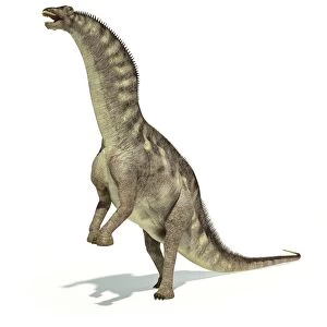 Amargasaurus dinosaur in dynamic posture