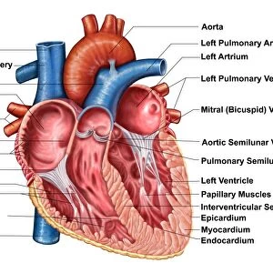 Anatomy of heart interior, frontal section