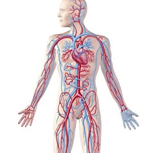 Anatomy of human circulatory system