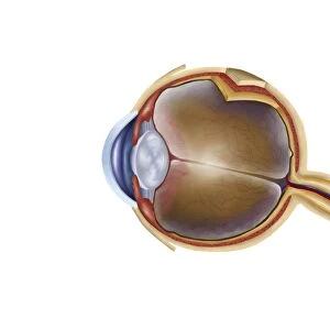 Anatomy of human eye