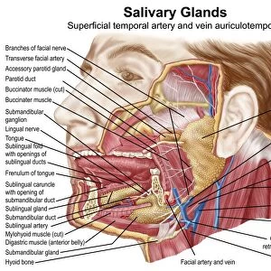 Anatomy of human salivary glands