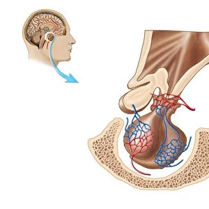 Anatomy of pituitary gland