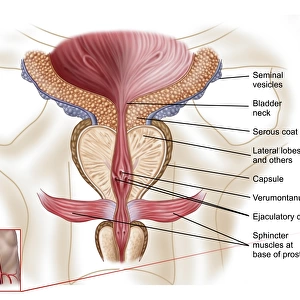 Anatomy of prostate gland