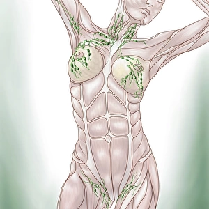 Anatomy of superficial (surface) lymphatics