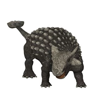 Ankylosaurus was an armored dinosaur from the Creataceous Period
