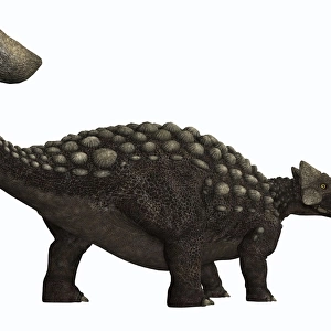 Ankylosaurus, a heavily armored dinosaur from the Cretaceous Period