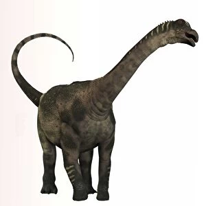 Antarctosaurus dinosaur from the Cretaceous Period