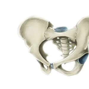 Anterior view of human pelvis