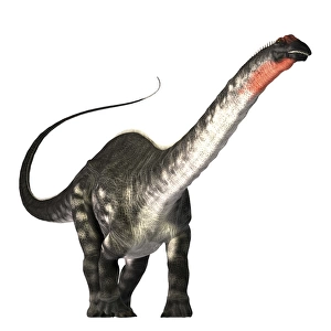 The Apatosaurus dinosaur was a herbivore of the Jurassic Era