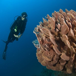 Barrel sponge and diver, Papua New Guinea