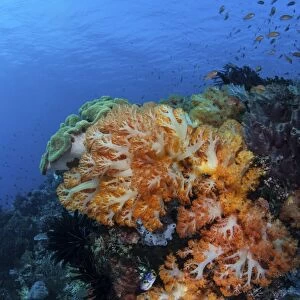 A beautiful cluster of soft coral on a coral reef in Indonesia