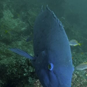 Blue groper, Byron Bay, Australia