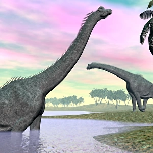 Two Brachiosaurus dinosaurs in landscape with water and palm trees