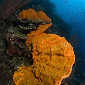 Bright orange sponge with sunburst, Papua New Guinea