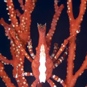 Bright red crab on fan coral, Papua New Guinea