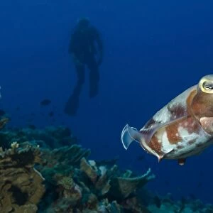 Broadclub Cuttlefish with diver, Papua New Guinea