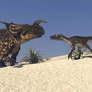 Brown Einiosaurus and a Utahraptor confront each other face-to-face