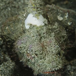 Camouflaged juvenile scorpionfish with red lips, North Sulawesi