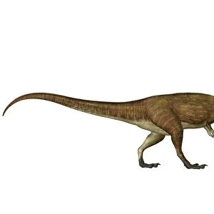 Carcharodontosaurus dinosaur, side view