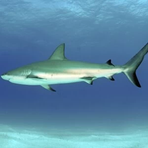 Caribbean reef shark, Nassau, The Bahamas