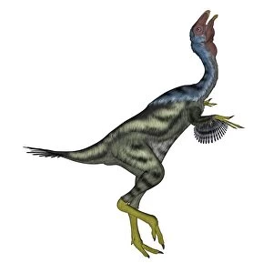 Caudipteryx dinosaur with head up