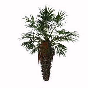 Chamaerops humilis is a shrub-like clumping palm tree