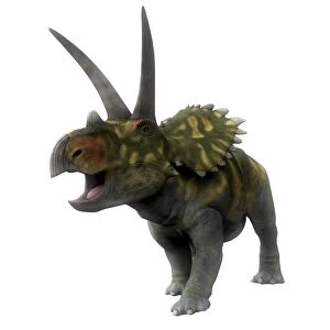 Coahuilaceratops dinosaur, front view