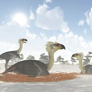 A colony of nesting female Phorusrhacos during the Miocene Era