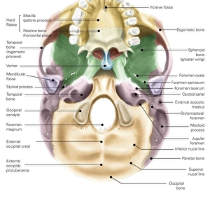 Colored base of human skull, inferior view, with labels
